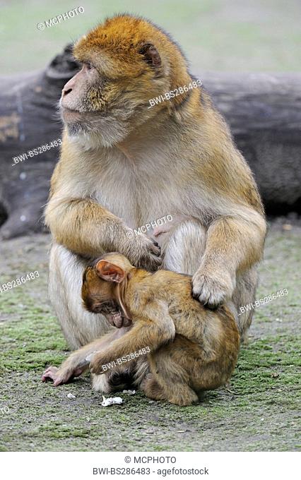 barbary ape, barbary macaque (Macaca sylvanus), adult with pup, Morocco