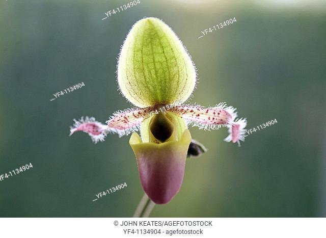 A close up of a Lady's Slipper Orchid cypripedium flower