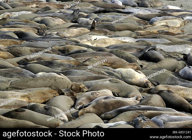 Elephant seal colony on Pacific beach near Piedras Blancas, California, USA, North America