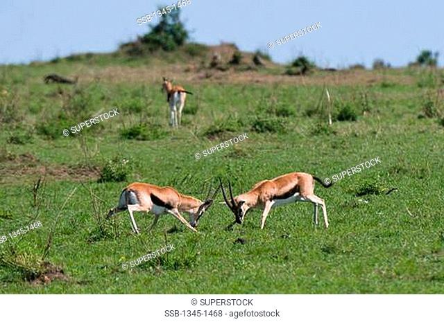 Two Thomson's gazelles Gazella thomsoni sparring in a forest, Masai Mara National Reserve, Kenya