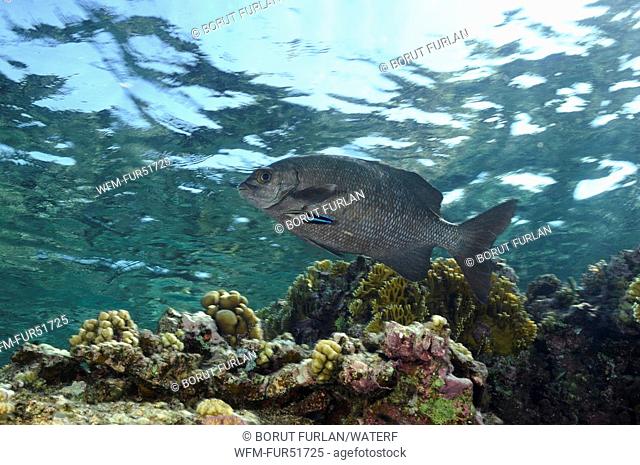 Rudderfish is cleaned by Cleanerfish, Kyphosus spec., Elphinstone Reef, Red Sea, Egypt