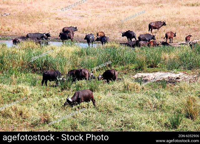Kaffernbüffel ziehen durch den Kruger Nationalpark, Syncerus caffer, Südafrika, South Africa, African buffalos