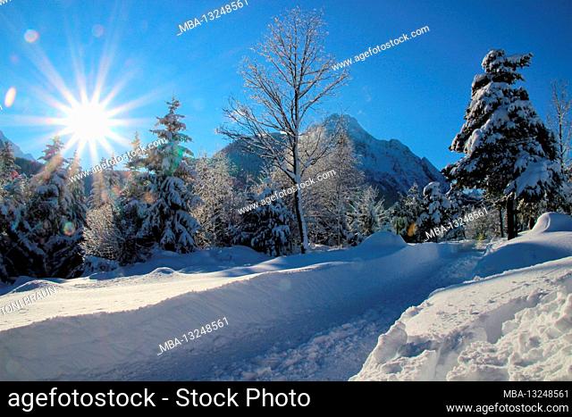 Winter forest in front of the Karwendel Mountains, Mittenwald, Werdenfelser Land, Upper Bavaria, Bavaria, Southern Germany, Germany, Europe