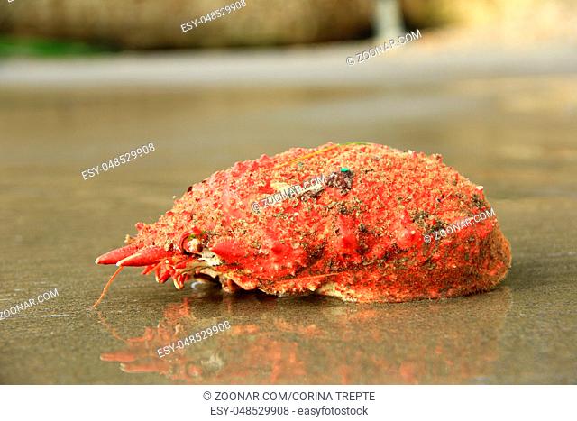 Seespinne, Meerspinne, Dreieckskrabbe (Maja squinado) angespültes, leeres Gehäuse am Strand von Postolonec, Bretagne, Frankreich Sea spider, spinous spider crab