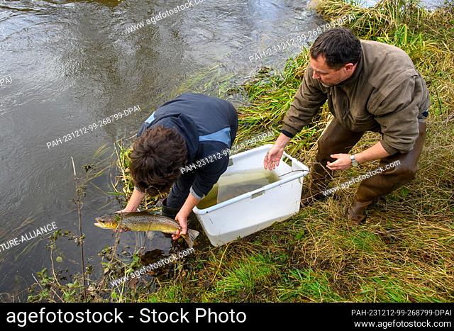 12 December 2023, Saxony-Anhalt, Zerbst: Steffen Zahn (r) from the Institute of Inland Fisheries Potsdam-Sacrow and a colleague release a previously caught sea...