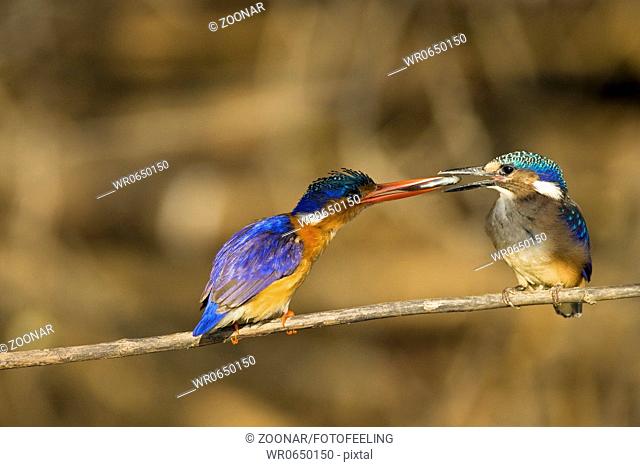 Hauben Zwergfischer, Malachit Eisvogel Alcedo cristata, Okavango, Botswana, Afrika, Malachite Kingfisher, Africa