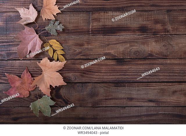 Autumn colorful leaves different trees on barn wood background copy space