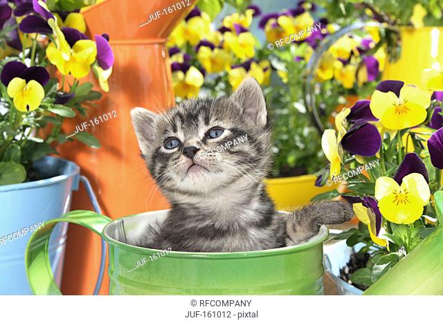 tabby kitten in a watering can