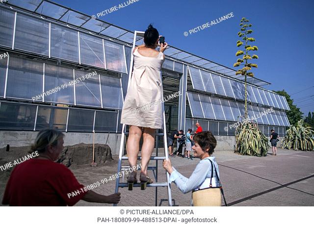 09 August 2018, Germany, Berlin: A woman takes a photograph of the six-meter-high Agave Americana from a ladder in the Schlossgärtnerei Charlottenburg