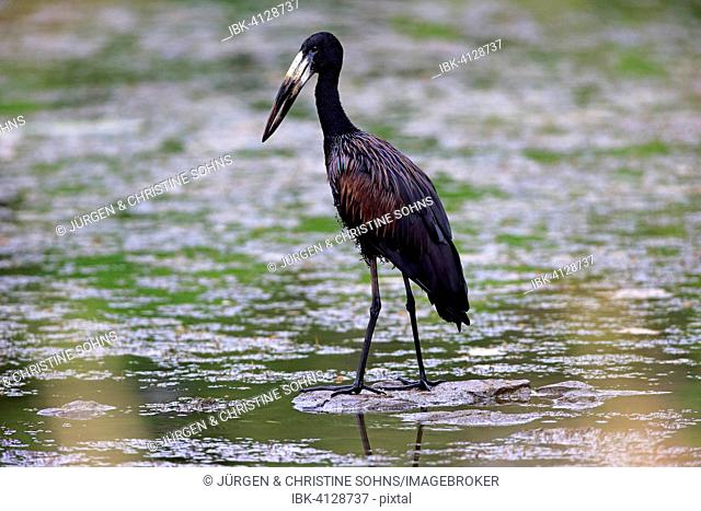 African Openbill (Anastomus lamelligerus), adult, in water, foraging, Kruger National Park, South Africa