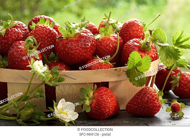 Punnet of freshly picked strawberries