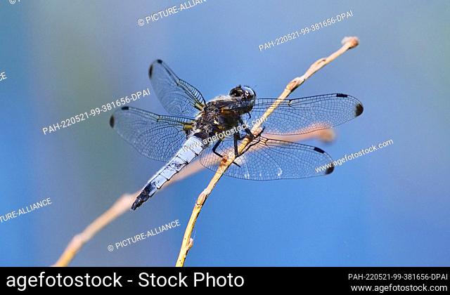 20 May 2022, Brandenburg, Ludwigsfelde: 20.05.2022, Ludwigsfelde. A dragonfly is sitting on the bank of a pond near Ludwigsfelde, south of Berlin