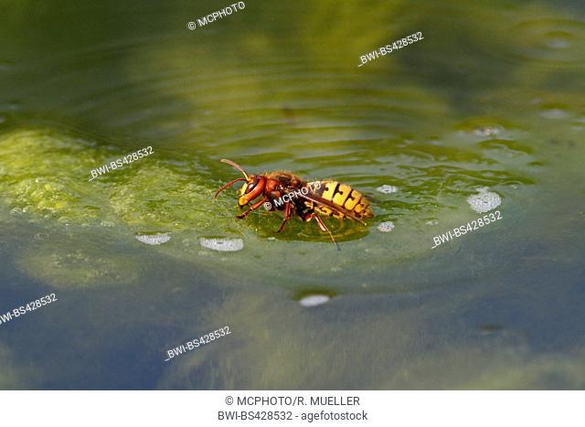 hornet, brown hornet, European hornet (Vespa crabro), scooping water at the water surface, side view, Germany, Baden-Wuerttemberg