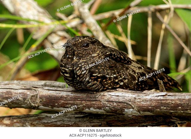 Blackish Nightjar (Nyctipolus nigrescens) perched on a branch in the rainforest of Guyana