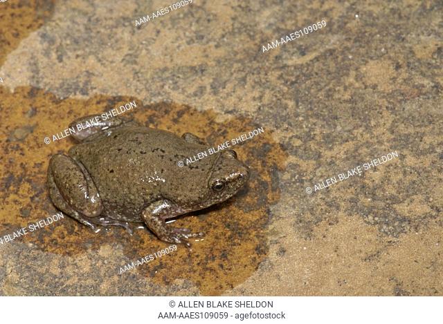 Great Plains Narrowmouth Toad, Gastrophryne olivacea in puddle Osage County, OK, Oklahoma