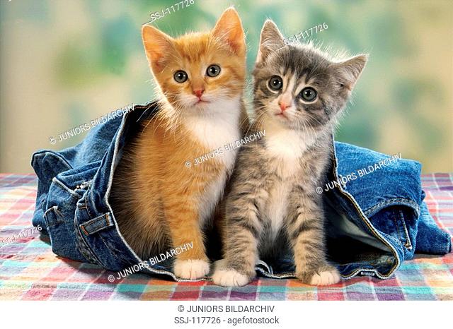 two kittens in jeans