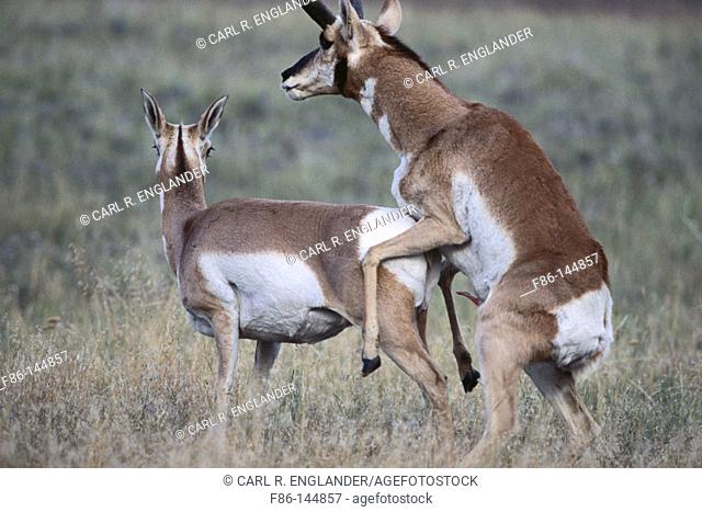 Adult male Pronghorn trying to mate with female. Antilocapra americana. National Bison Range. Ronan. Montana. USA