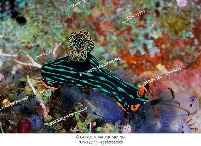 The green and black colour pattern of this nudibranch Nembrotha kubaryana makes it stand out against a background of encrusting marine life The red-orange on...