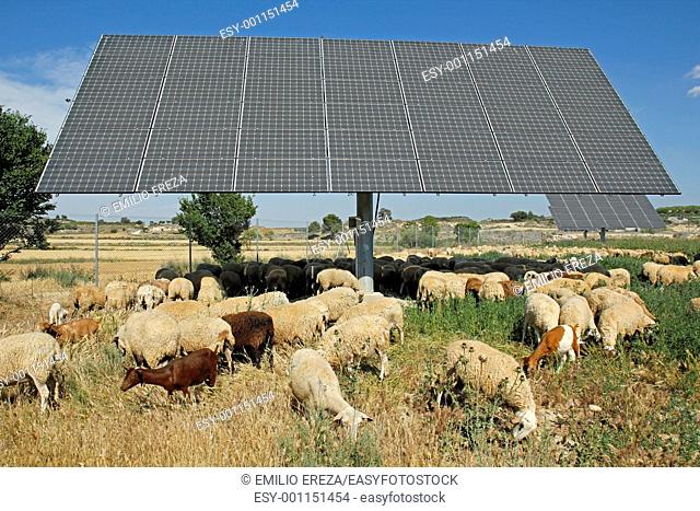 Flock and solar panels, Arbeca, Lleida, Catalonia, Spain