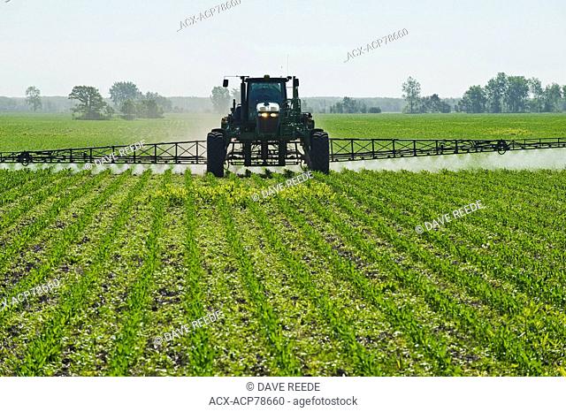 a high clearance sprayer gives a chemical application of herbicide to early growth corn, near Steinbach, Manitoba, Canada