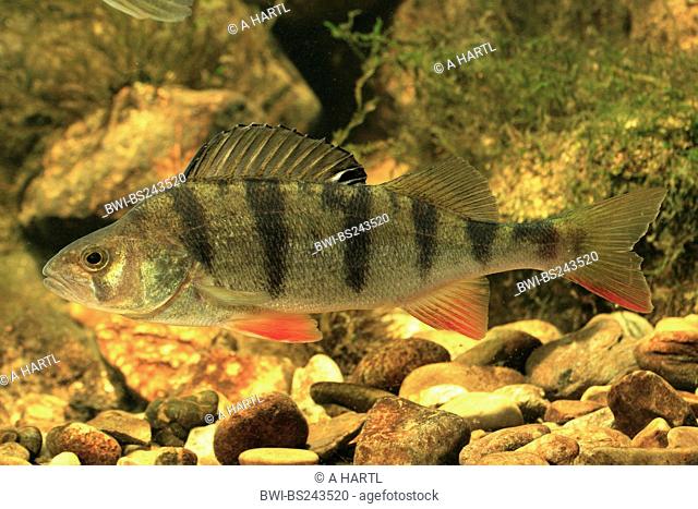 perch, European perch, redfin perch Perca fluviatilis, six striped river form, Germany, Bavaria, Isental