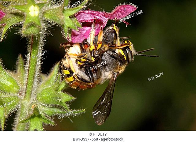 wool carder bee (Anthidium manicatum), mating, Germany, Mecklenburg-Western Pomerania