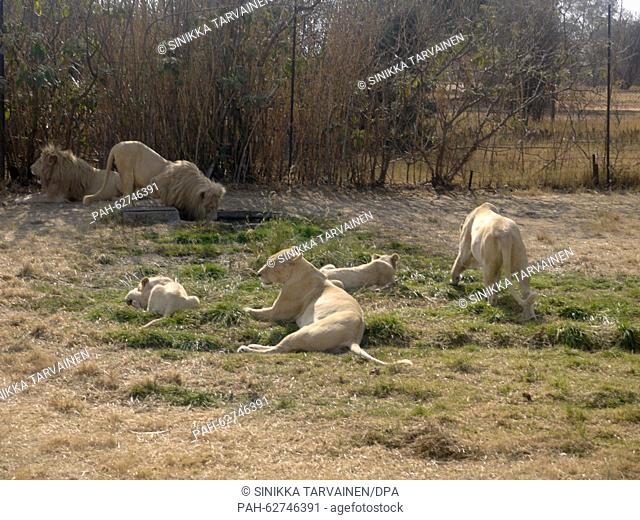 Lion Park, Johannesburg, 16 August 2015. Photo: Sinikka Tarvainen/dpa | usage worldwide. - Johannesburg/South Africa