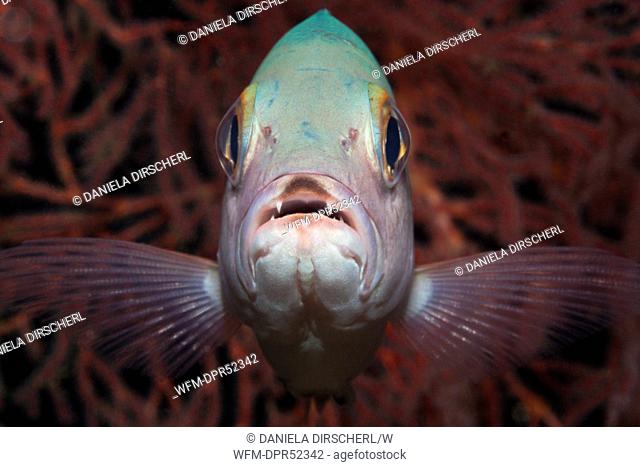 Close up of Snapper, Lutjanus sp., Cenderawashi Bay, West Papua, Indonesia