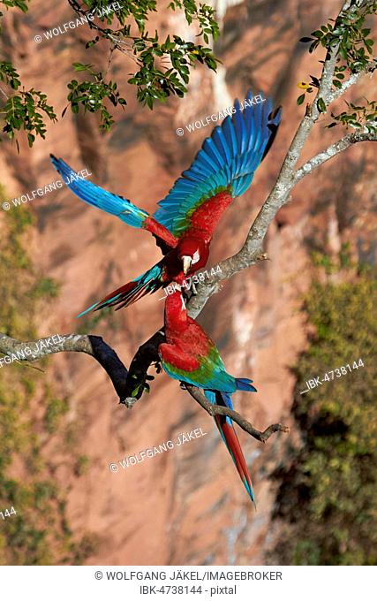 Welcoming Red-and-green macaws (Ara chloroptera), on a branch at the sandstone crater Buraco das Araras at Bonito, Pantanal, Mato Grosso do Sul, Brazil