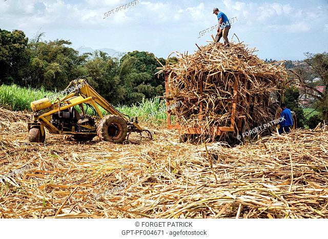 HARVESTING OF THE SUGAR CANE, GATHERING AND MANUALLY CUTTING THE STALKS OF ANY LENGTH, PLANTATION OF LA FAVORITE RUM DISTILLERY, FORT-DE-FRANCE, MARTINIQUE