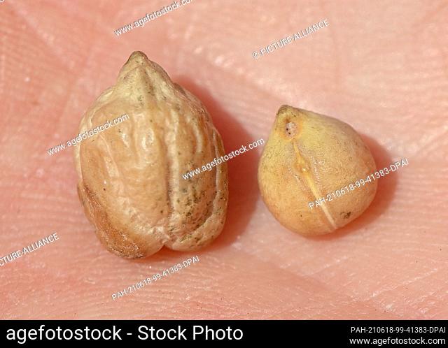 17 June 2021, Brandenburg, Trebbin: Chickpeas, harvested in 2020, of the Maragia (l) and Sultano (r) varieties are seen on a hand of an employee of the...