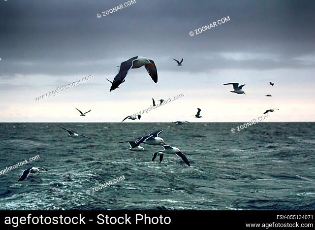 Lesser black-backed gull (Larus fuscus heuglini) Siberian subspecies within the breeding range, in definitive plumage over the Barents sea