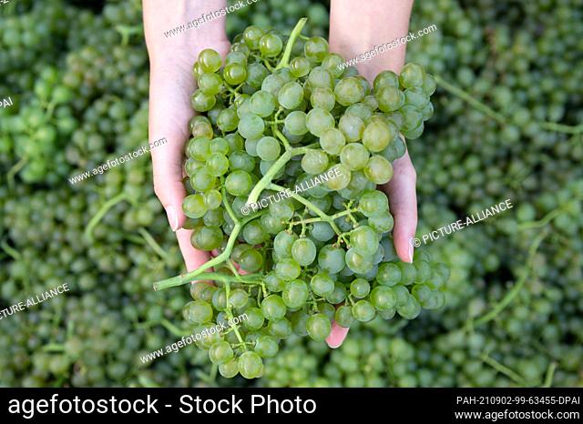 02 September 2021, Saxony, Radebeul: Josefine Büttner, vintner, harvests grapes of the early ripening grape variety ""Solaris"" on the occasion of a press event...