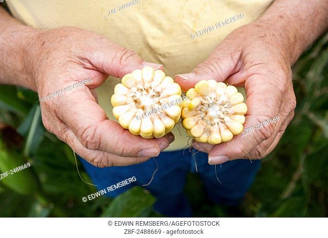 Detail of man's hands holding corn (Maize)