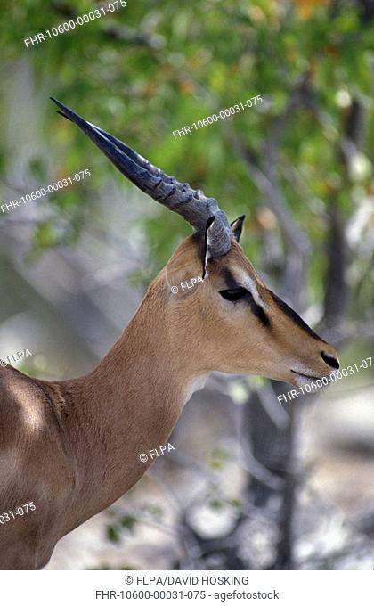 Black-faced Impala Aepycerus melampus petersi Close up of head