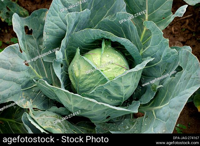 Cabbage vegetable tree, Sitla Estate, Sheetla, Nainital, Kumaon, Uttarakhand, India, Asia