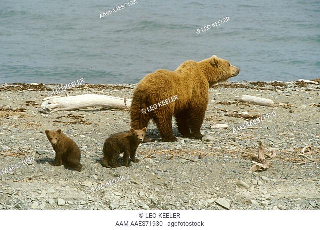 Alaskan Brown Bear w/ Young (Ursus arctos) McNeil River Sanctuary - AK