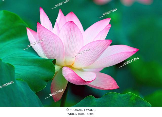 Close up of blooming lotus flower over leaves