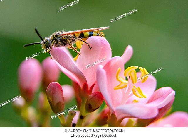 Grey bee on pink jatropha (Jatropha integerrima) flower, green background; Florida, USA