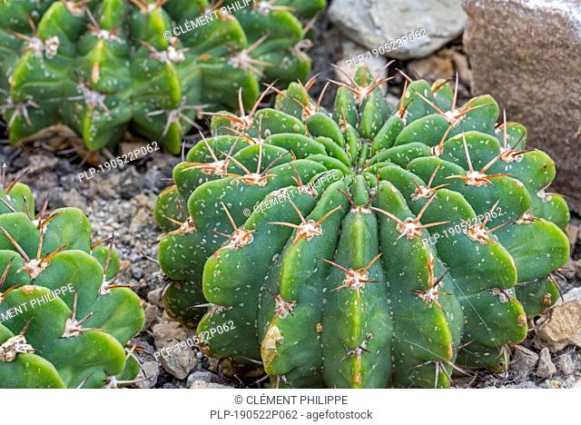 Echinopsis frankii / Pseudolobivia frankii, sea-urchin cactus native to South America