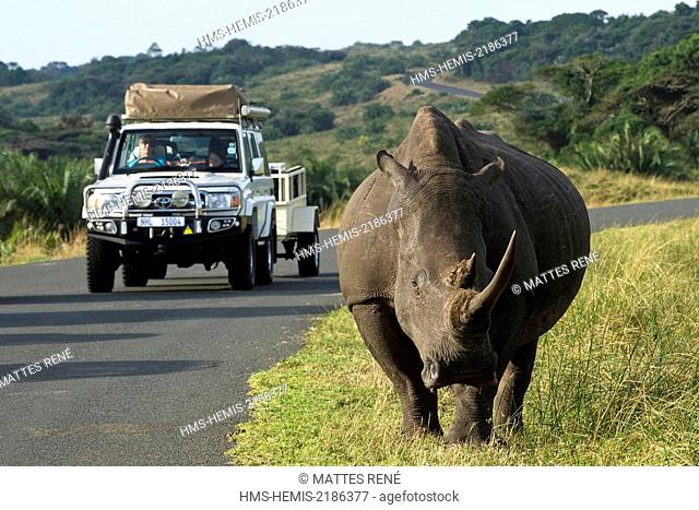 South Africa, Kwazulu Natal, St Lucia Wetland Park listed as World Heritage by UNESCO, white rhinoceros (Ceratotherium simum)