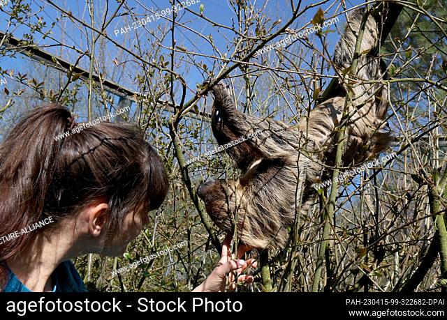 PRODUCTION - 12 April 2023, Mecklenburg-Western Pomerania, Marlow: Animal keeper Anni Bröder petting sloth Pauli in the bird park