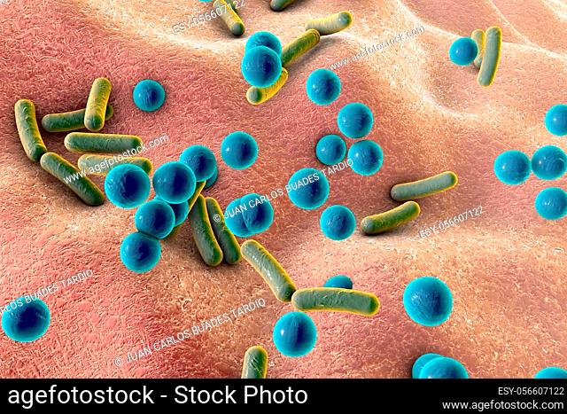 Rod-shaped and spherical bacteria on skin or mucous membrane, Es