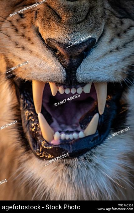 The mouth of a snarling lion, Panthera leo