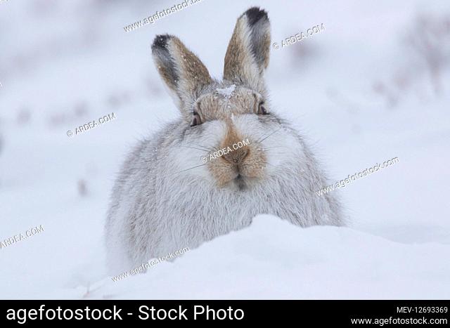 Mountain Hare - adult hare in winter pelage - Cairngorms National park, Scotland