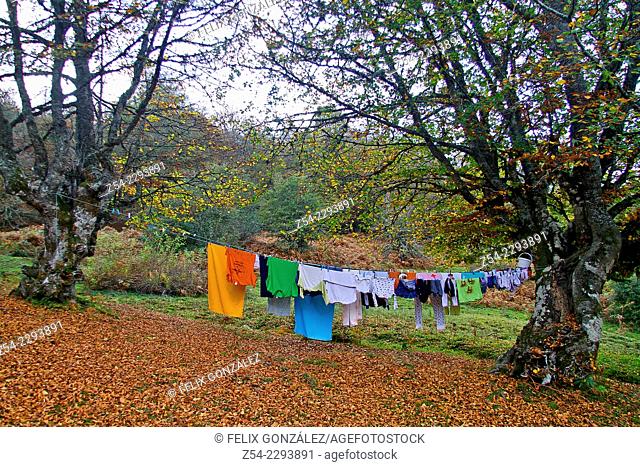 Clothesline in old beech tress, Vegabaño. Soto de Sajambre; Castile and Leon, Spain
