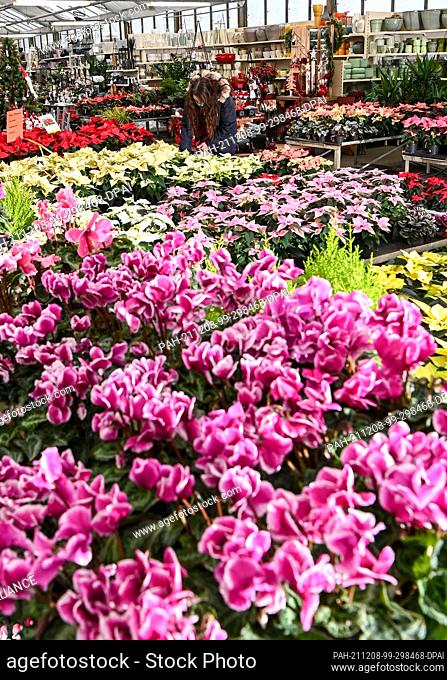 07 December 2021, Brandenburg, Schöneiche: Numerous colourful plants, such as cyclamen and poinsettias here, are currently on sale at the Flora-Land Arnold...