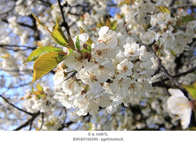 Wild cherry, Sweet cherry, gean, mazzard (Prunus avium), some flowers, Germany, Bavaria