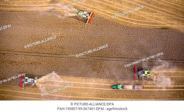 06 August 2019, Mecklenburg-Western Pomerania, Lützow: The farmers harvest the market crop Lützow on a wheat field with combine harvesters