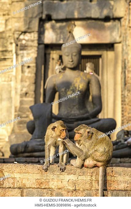 Thailand, Lopburi province, Lopburi, 13th century Phra Prang Sam Yod temple, Khmer architecture, is invaded by crab-eating macaques or long-tailed macaques...